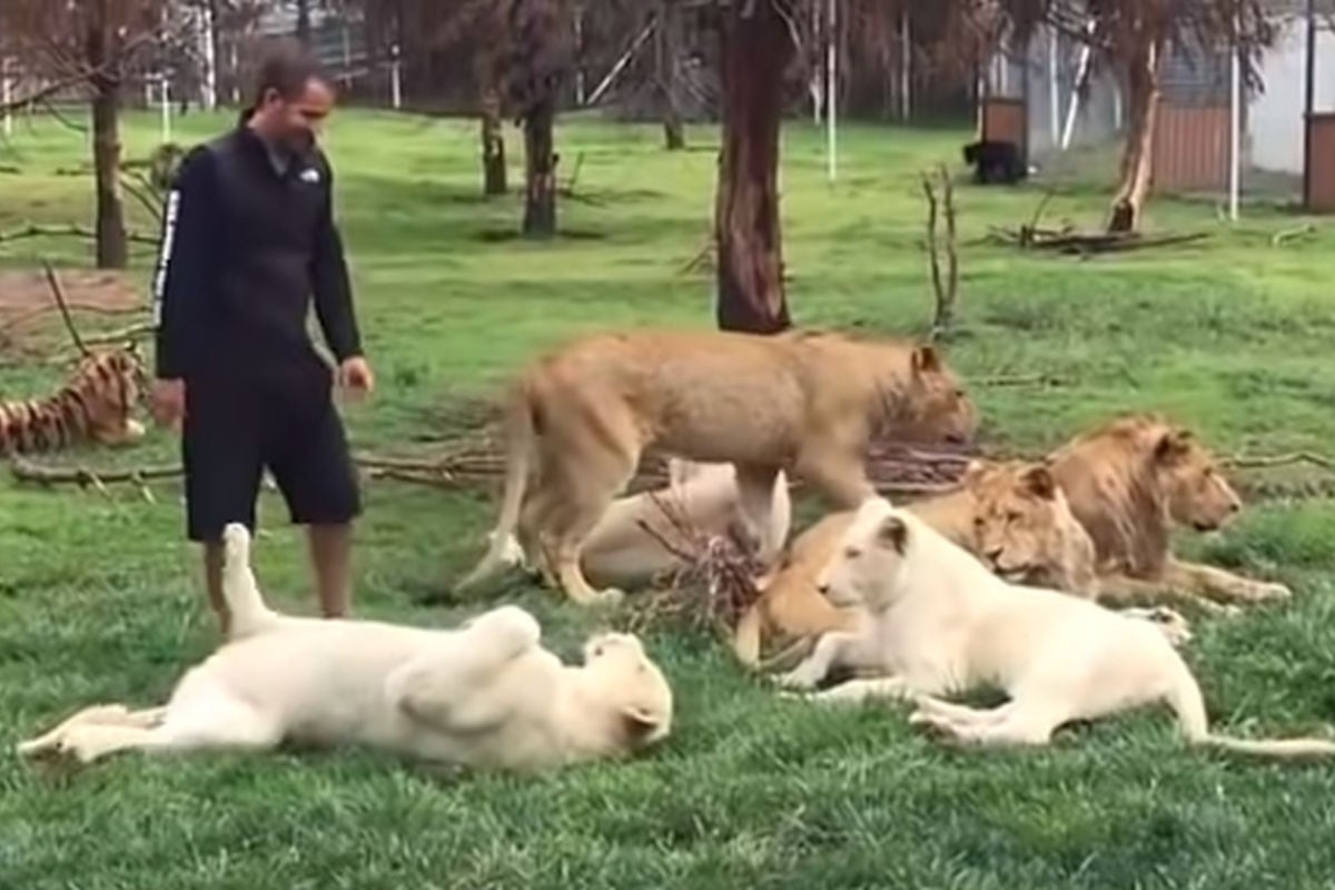 El hombre había decidido visitar a un grupo de felinos que había cuidado desde que nacieron. (YouTube: FunnyClip Video)