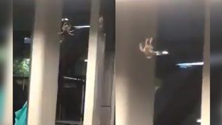 Video viral capta aterradora araña ‘gigante’ en el Metro de México