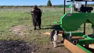 La reacción de una perrita al quedar frente a frente con un bisonte ha causado sensación en las redes