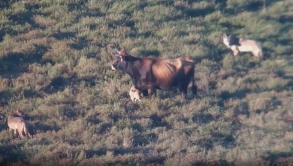 La vaca no se apartó en ningún momento de sus crías. (Foto: Cinegetics/YouTube)