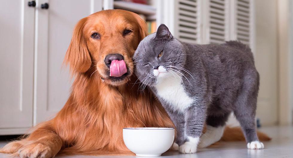 Engreídos de casa: recomendaciones para alimentar correctamente a tu mascota