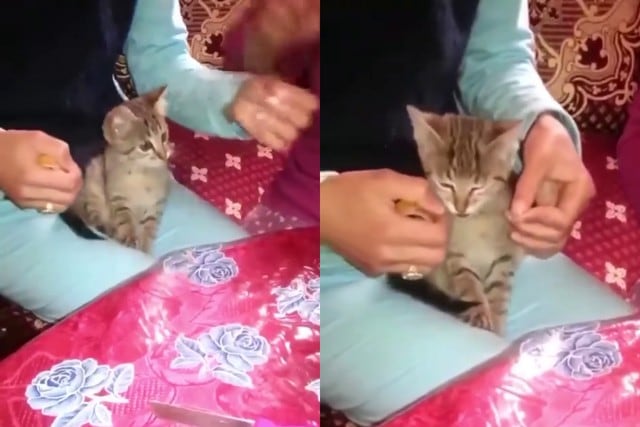 Un gato conquistó las redes sociales al convertirse en el ayudante perfecto de una pareja que envolvía un obsequio. (Fotos: Mishis Tóxicos en Facebook)