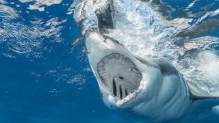 Un pescador logró grabar el increíble salto de un enorme tiburón blanco