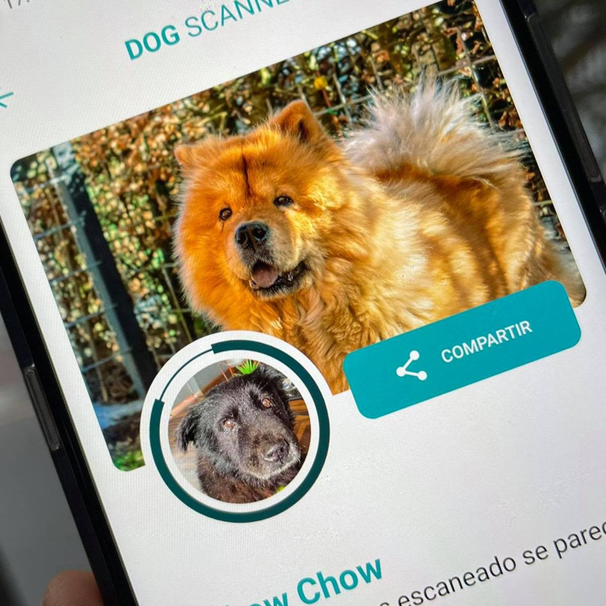 Smartphone Apps para saber la raza de tu perro | | Dog | Aplicaciones | Celulares | Truco | Tutorial | Viral Gratis | Estados Unidos | España | México | NNDA | NNNI | DEPOR-PLAY | DEPOR