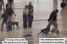 Polémico video viral muestra a agente de seguridad jaloneando a su perro y lo despiden