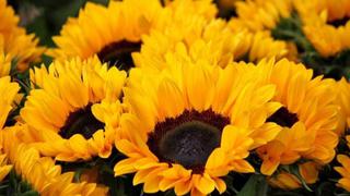 ¿Por qué se regalan flores amarillas el 21 de marzo? Origen y qué significa este gesto