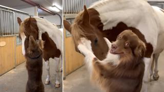 El 'abrazo' entre un perro y un caballo ha conmovido a miles de internautas 