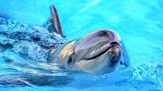 Antes de ser asesinados, unos delfines realizan algo que te partirá el corazón
