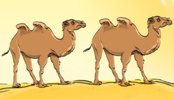 Reto visual: solo un genio será capaz de encontrar el error en la imagen de los camellos (Foto: GenialGuru).