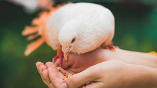 Lo más tierno que verás hoy: niño alimenta a unas aves dulcemente y se vuelve viral