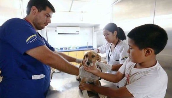 ¿Tu perrito se encuentra mal? Tranquilo. Así podrás saber si la veterinaria está abierta en tiempos de cuarentena usando Google Maps. (Foto: Andina)