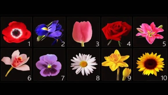 TEST VISUAL | En esta imagen hay muchas flores. ¿Cuál es tu favorita? (Foto: namastest.net)