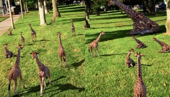 Un video viral de unas "jirafas bebé" corriendo libremente armó el debate en las redes sociales sobre su veracidad. | Crédito: @vernbestintheworld / Instagram.