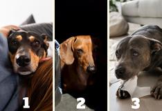 ¿Cuál de estos perros está más triste? Tu elección te indicará un dato nuevo de tu personalidad
