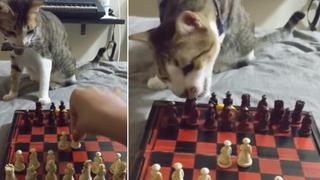 Gato que ‘juega ajedrez’ con su dueña se vuelve una celebridad en redes