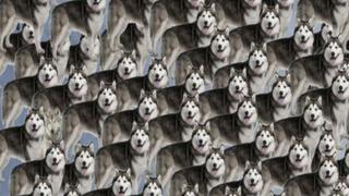 Presta mucha atención: encuentra a los 3 lobos escondidos entre los perros siberianos [FOTO]