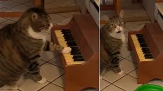 El insólito momento en que un gato toca un piano para pedirle comida a su propietaria