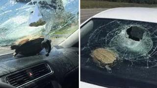 Tortuga ‘voladora’ impacta en el parabrisas de un auto y hiere a una mujer