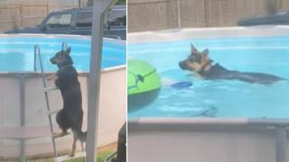 Graba a escondidas a su perro y capta cómo él ingresa a una piscina