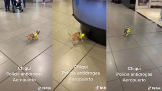 El perrito más pequeño del mundo, ‘Chiqui’, trabaja como detector de drogas en el aeropuerto y arrasa en TikTok