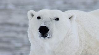 ¡El más buscado! Oso polar es catalogado como “problemático” y lo condenan a muerte