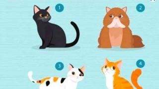 Test viral de personalidad: Elige el gato que más te gusta y descubrirás cómo te relacionas con los demás