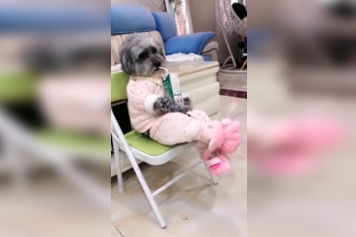 El video de un perro comportándose como humano ha llamado la atención de millones de internautas.| Foto: Caption Hits/Facebook