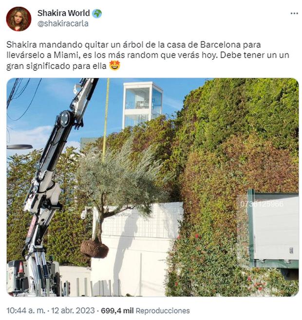 El árbol que mandó a retirar Shakira de lo que fue su mansión en Barcelona (Foto: @shakiracarlaTwitter)