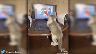 Gatito es captado viendo dibujos animados