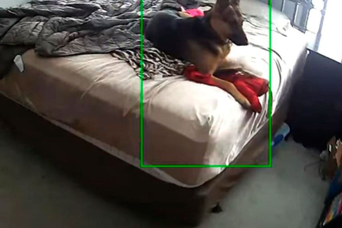 Hombre descubre lo que hacía su perro estando solo en casa gracias a cámara de seguridad | Foto: Captura ViralHog/YouTube
