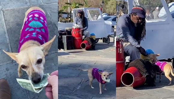 Un video viral tiene como protagonista a un adorable perrito que ayuda a su dueño a recolectar el dinero de sus shows musicales callejeros. | Crédito: @kellycoenknight / TikTok