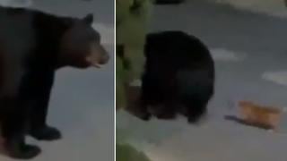 ¡Mentalidad de tiburón! Diminuto perro le “paró el macho” a un oso hasta ahuyentarlo