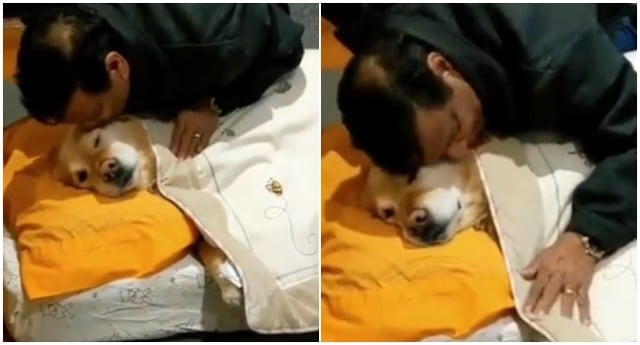 Señor arropó al perro de su hija como si fuera un bebé y tierna escena se volvió viral. (TikTok)
