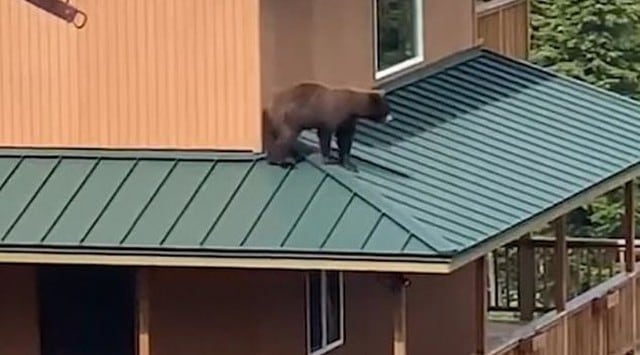Mujer filmó a un oso tratando de entrar por la ventana de una casa en Alaska. (Fotos: T & T)