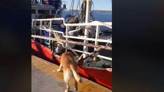 ¡Está en todas! Perro se hizo famoso por ayudar a amarrar los barcos en un puerto de Argentina [VIDEO]