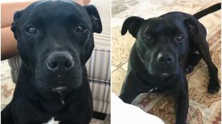 La reacción de un perro cuando le dicen que irá a jugar a la playa se vuelve viral