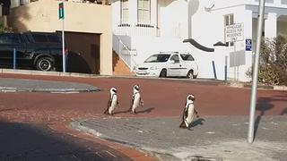 Se abren paso: pingüinos aprovechan la ausencia humana en las calles de Sudáfrica para pasear [VIDEO]