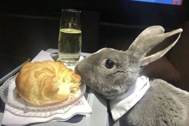 Se trata de una coneja registrada como animal de apoyo emocional de su dueña, que la acompaña en sus viajes al exterior. (Foto: Kennedy News)