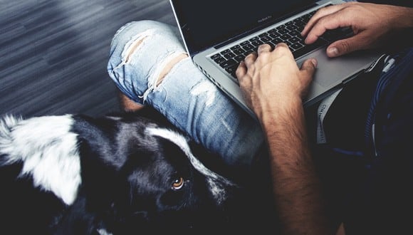 En la investigación se descubrió que los trabajadores que habían llevado a sus perros al trabajo tenían niveles más bajos de la hormona del estrés que aquellos que no. (Foto: Pixabay/Referencial)