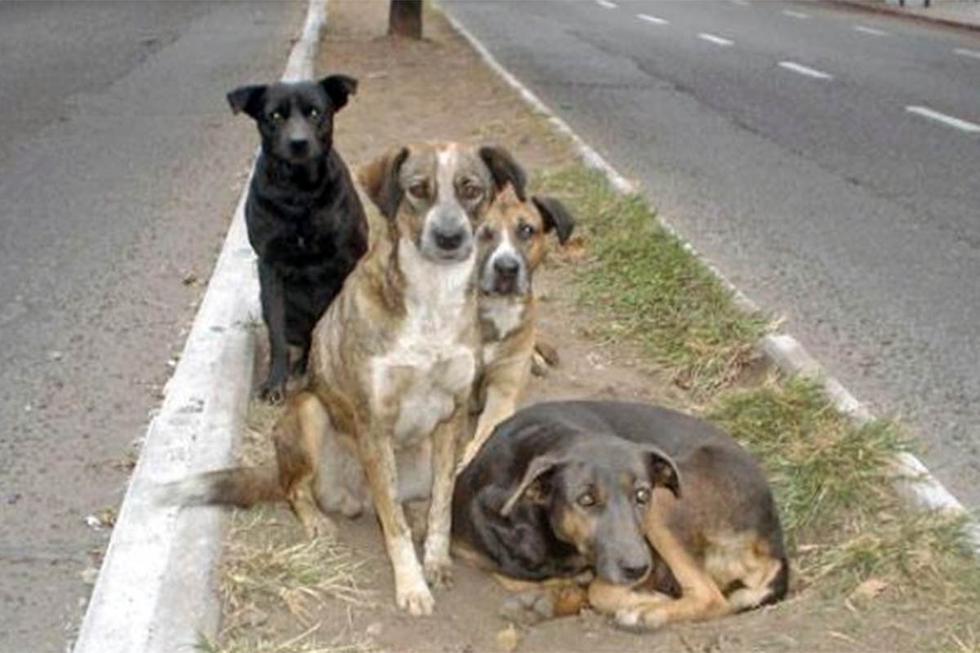 Posible prisión para los dueños de perros que los dejan salir solos a la calle