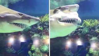 Tiburón muestra su dentadura a visitantes de acuario y estos terminan aterrados