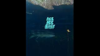 Momentos de terror: turistas nadaban en cenote de Tulum y se topan con cocodrilo gigante [VIDEO]