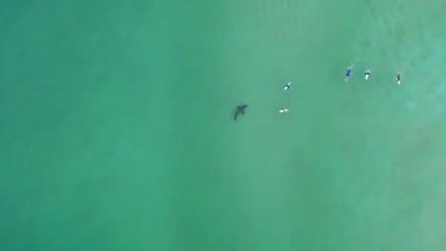 El impresionante tiburón que hizo pasar un mal momento a estos surfistas. (Captura/Twitter)