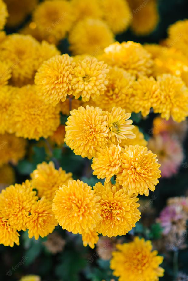 Chrysanthemums are very striking flowers due to the number of petals they have (Photo: Freepik)