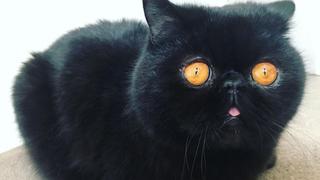Gremlin, el gato de ojos anaranjados que ha ‘conquistado’ a miles en las redes