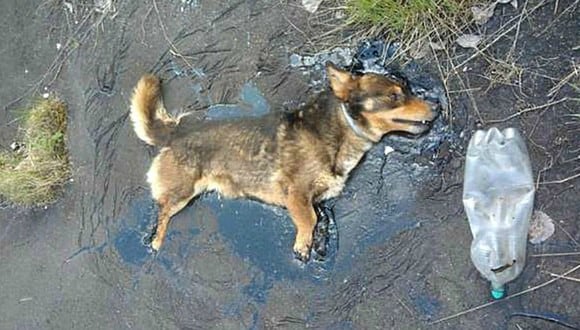 Conoce a Farcik, un perro que casi pierde la vida en plena calle sin que nadie se diera cuenta. (Foto: Fundacja Zwierzęta Niczyje / Facebook)