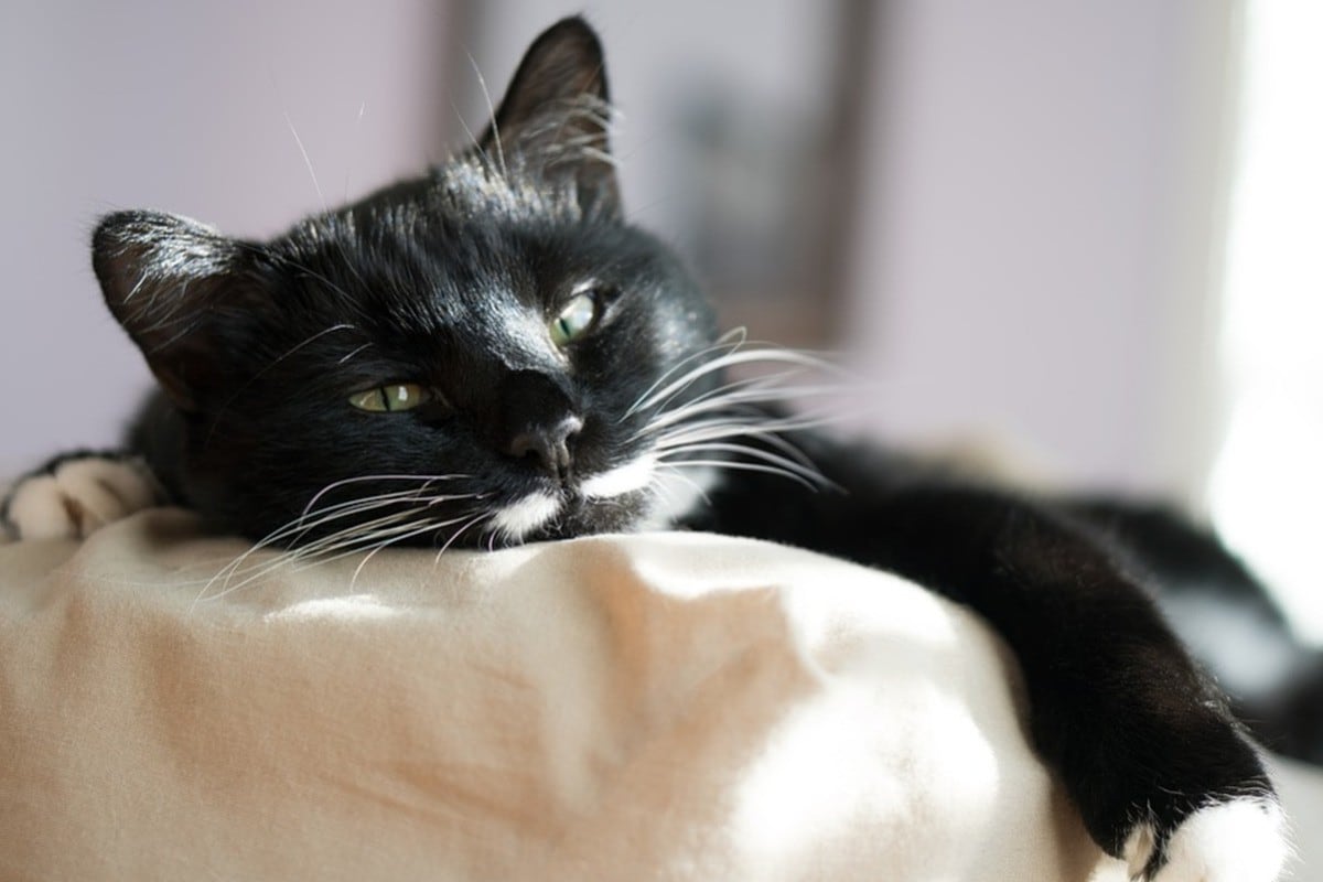 El gato se echó al borde de una cama sin imaginar que se caería tras hacer un movimiento. (Pixabay)