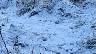 Reto visual: encuentra al dálmata oculto en paisaje que es viral en todo el mundo [FOTO]