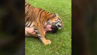 No lo intentes ni de broma: el video viral de Kody Antle jugando con un tigre