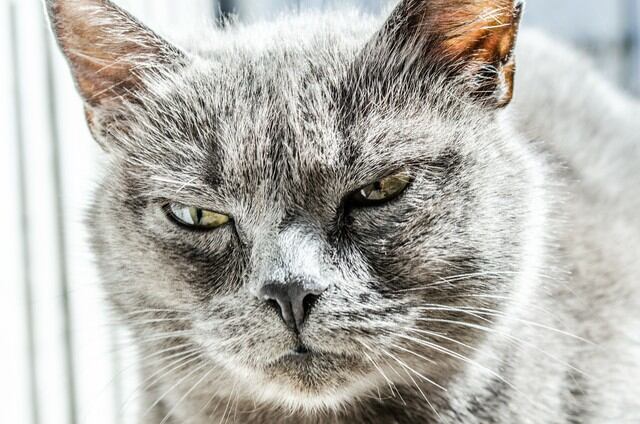 ¿Habrá estado estresado el felino o es que suele ser muy agresivo? (Foto referencia: Pixabay)